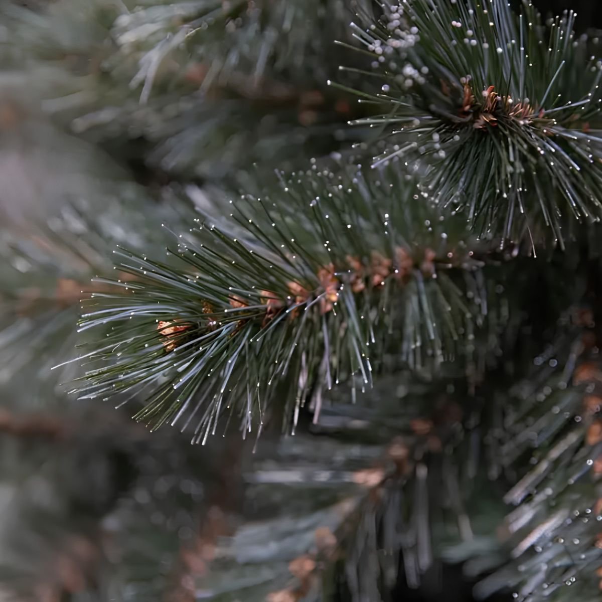 Kunstkerstboom Forest frosted H60cm Ø46cm Groen