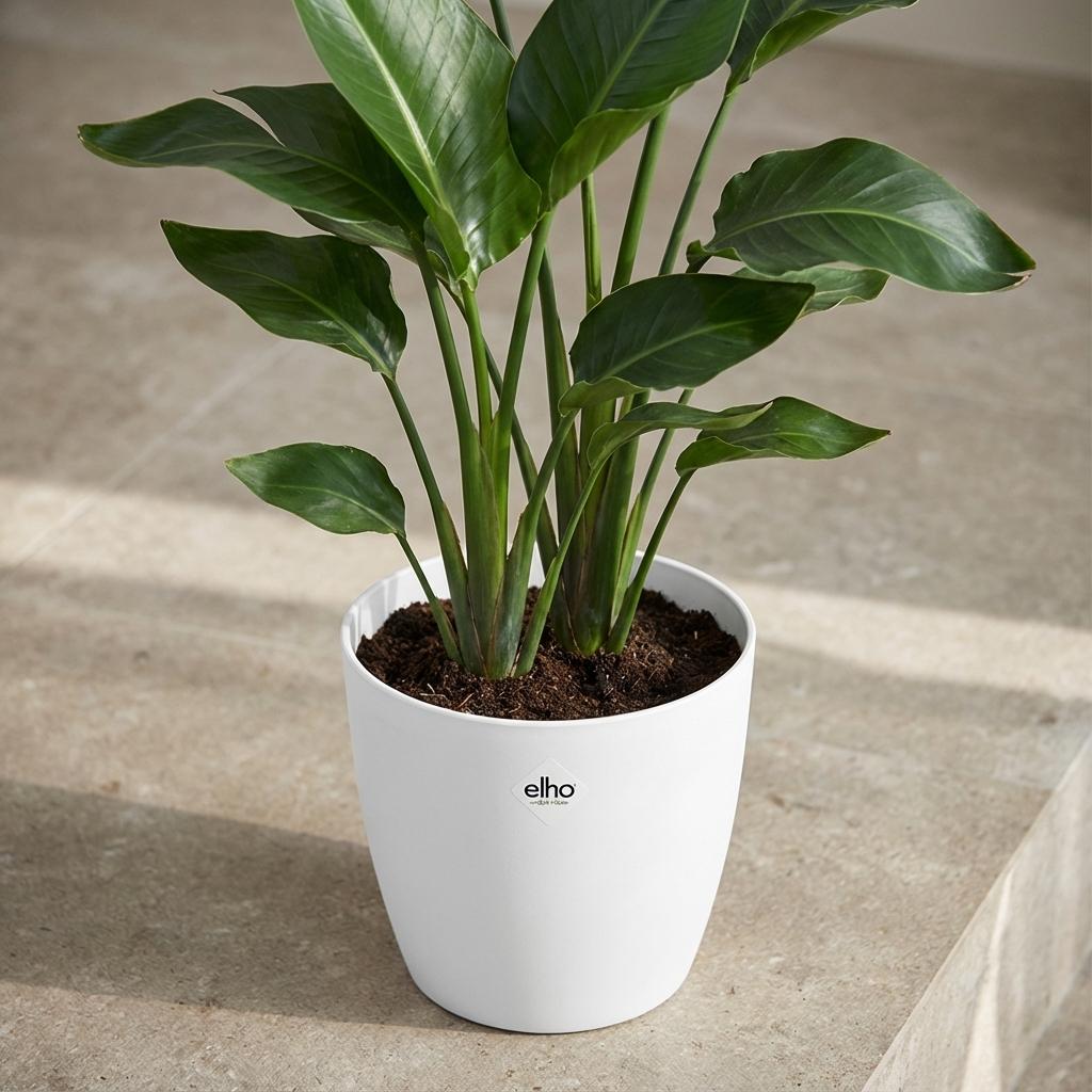 Elho Brussels Rond 25Cm Wit