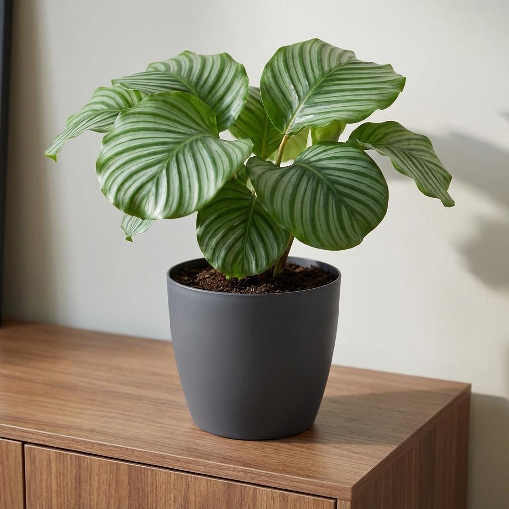 Elho Brussels Rond 25Cm Antraciet