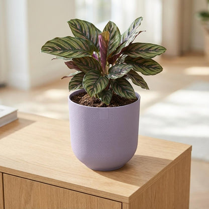 Pot Elho Jazz Round Lavender Lilac