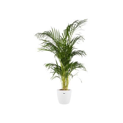 Pot Elho Brussels Round Wit D30 X H27